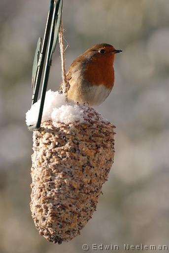 ENE-20091218-0755.jpg - [nl] Roodborst ( Erithacus rubecula ) | Ommeren, Nederland[en] Robin ( Erithacus rubecula ) | Ommeren, the Netherlands